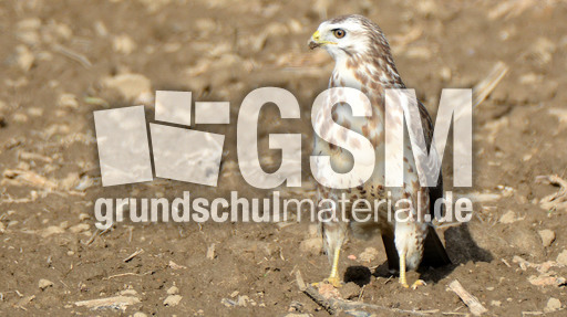 Mäusebussard_ (15).jpg